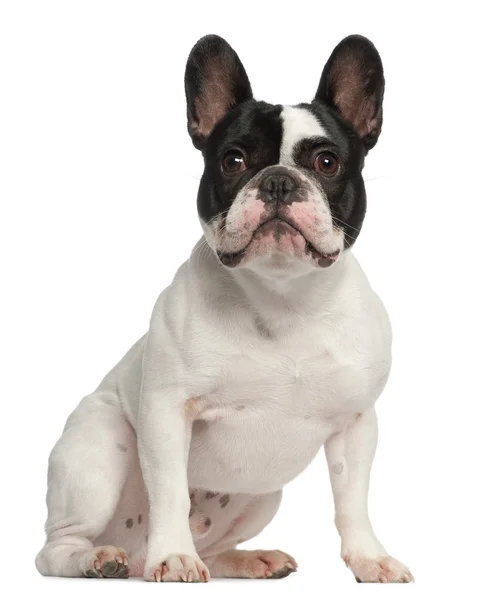 Bulldog francese, 1 anno, seduto davanti allo sfondo bianco — Foto Stock