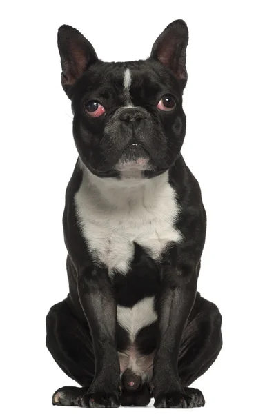 Fransk Bulldog, 18 måneder gammel, siddende foran hvid baggrund - Stock-foto