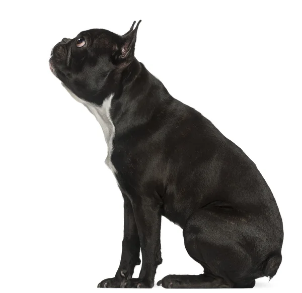 Bulldog francés, 18 meses de edad, sentado frente a fondo blanco — Stockfoto