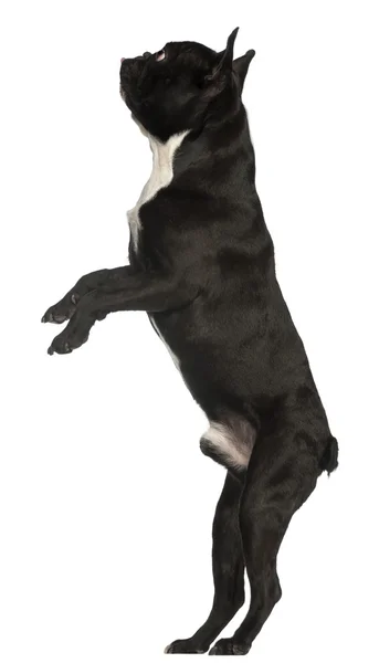 Bulldog francés, 18 meses de edad, de pie frente al fondo blanco — Foto de Stock