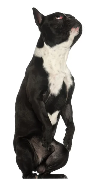 Bulldog francese, 18 mesi, seduto davanti a uno sfondo bianco — Foto Stock