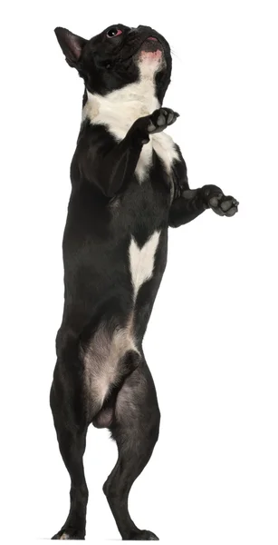 Francia Bulldog, 18 hónapos, fehér háttér előtt áll — Stock Fotó