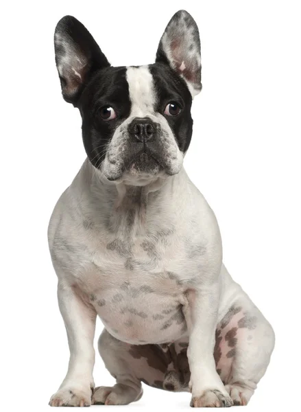 Bulldog francês, 3 anos, sentado na frente do fundo branco — Fotografia de Stock