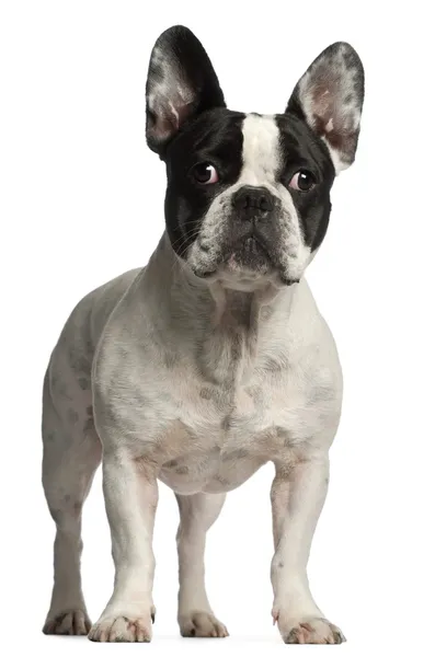 Bulldog francés, 3 años, de pie frente al fondo blanco — Foto de Stock