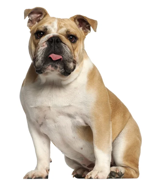 English Bulldog, 10 meses, sentado em frente ao fundo branco — Fotografia de Stock