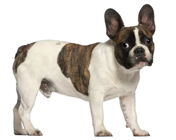 French Bulldog, 8 months old, standing in front of white background — Stock Photo, Image