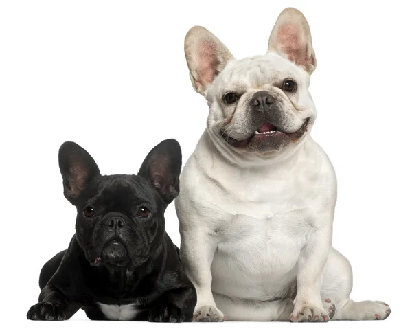 French Bulldogs, 2 years old, in front of white background — Stock Photo, Image