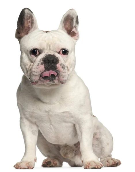Bulldog francês, 3 anos, sentado na frente do fundo branco — Fotografia de Stock
