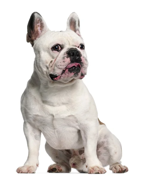 Bulldog francés, 3 años, sentado frente al fondo blanco —  Fotos de Stock