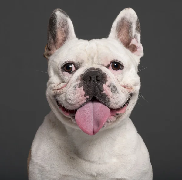 Close-up de Bulldog francês, 3 anos, na frente de fundo cinza — Fotografia de Stock