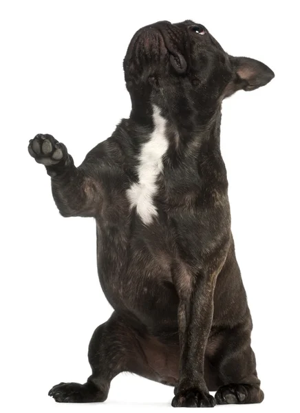 Französische Bulldogge, 17 Jahre alt, vor weißem Hintergrund — Stockfoto