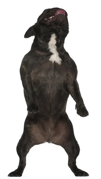 Franse bulldog, 17 jaar oud, staande voor de witte achtergrond — Stockfoto