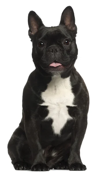 Bulldog francese, 16 anni, seduto davanti a uno sfondo bianco — Foto Stock