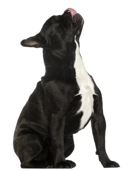 Franse bulldog, 16 jaar oud, zit op witte achtergrond — Stockfoto