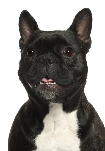 stock image Close-up of French Bulldog, 16 years old, in front of white background