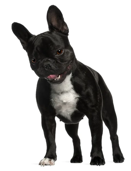 French Bulldog, 2 years old, standing in front of white background — стоковое фото