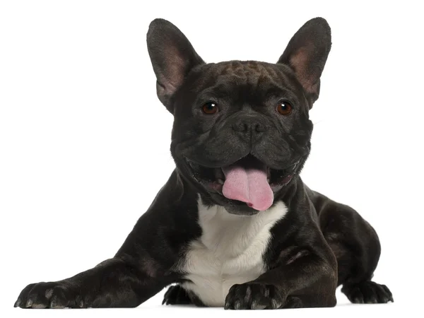 Bulldog francese, 3 anni, sdraiato davanti a uno sfondo bianco — Foto Stock