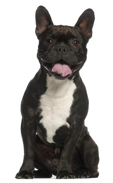 Bulldog francese, 3 anni, seduto davanti a uno sfondo bianco — Foto Stock