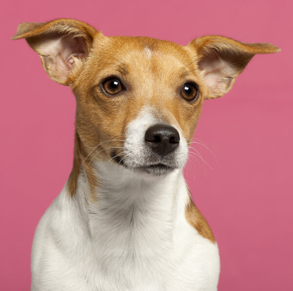 Close-up of Jack Russell Terrier, 10 months old, in front of pink background