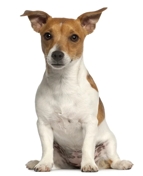 Jack Russell Terrier, 10 months old, sitting in front of white background — Stock Photo, Image