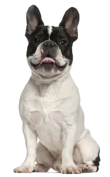 Bulldog francese, 1 anno, seduto davanti allo sfondo bianco — Foto Stock