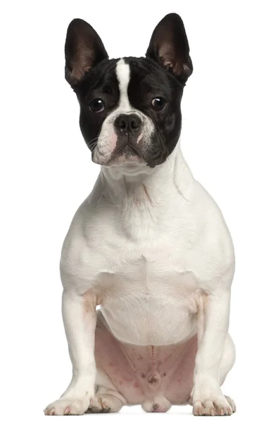 Francês Bulldog, 7 meses, sentado em frente ao fundo branco — Fotografia de Stock