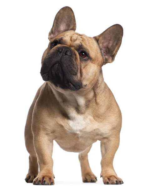 Bulldog francés, 2 años, de pie frente al fondo blanco —  Fotos de Stock