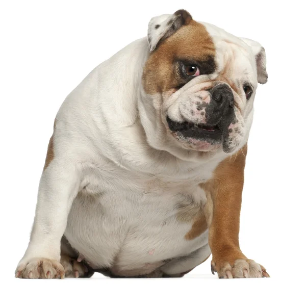 Englische Bulldogge, 5 Jahre alt, vor weißem Hintergrund sitzend — Stockfoto