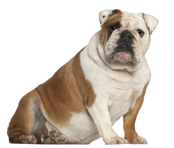 İngilizce bulldog, 5 yıl yaşlı, beyaz arka plan oturan — Stok fotoğraf