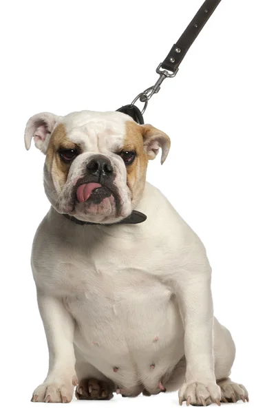 English Bulldog on leash, 1 year old, in front of white background — Stock Photo, Image