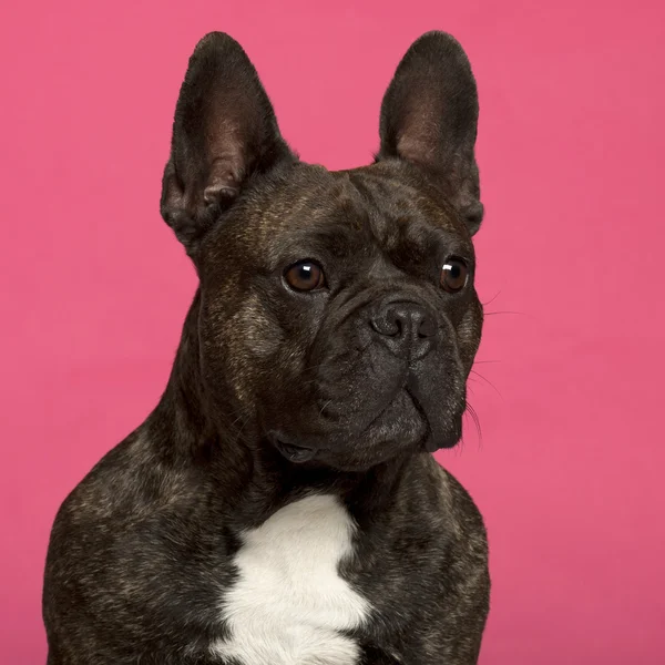 Close-up de Bulldog francês, 5 anos, em frente ao fundo rosa — Fotografia de Stock