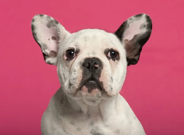 Primer plano del cachorro Bulldog francés, de 4 meses de edad, frente al fondo rosa —  Fotos de Stock