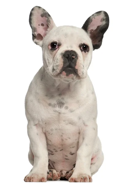 Franse bulldog pup, 4 maanden oud, zit op witte achtergrond — Stockfoto