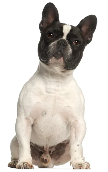 Franse bulldog, 2 jaar oud, zit op witte achtergrond — Stockfoto