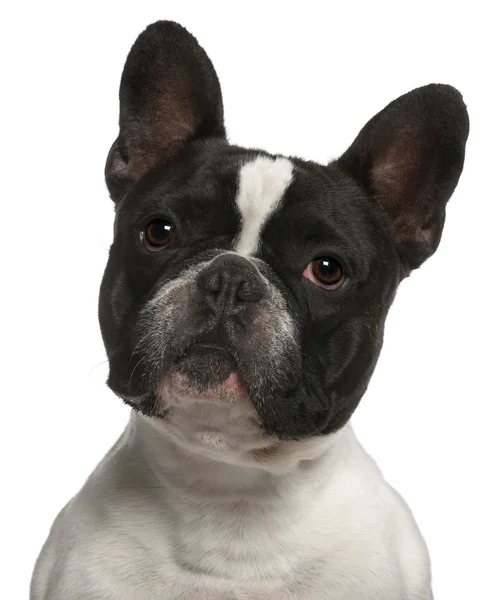 Close-up van Franse bulldog, 2 jaar oud, voor witte achtergrond — Stockfoto