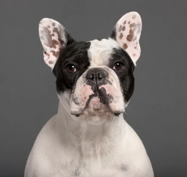 Nahaufnahme einer französischen Bulldogge, 1 Jahr alt, vor grauem Hintergrund — Stockfoto
