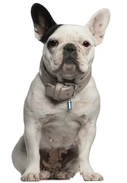 Bulldog francés, sentado frente al fondo blanco —  Fotos de Stock