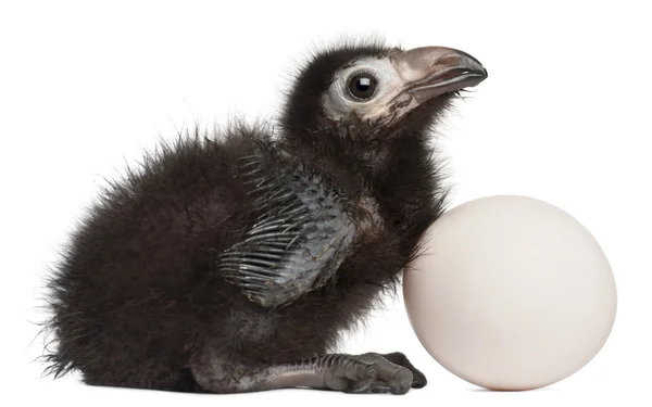 Ross's Turaco, Musophaga rossae, with his hatched egg, 1 week old, in front of white background — Stock Photo, Image
