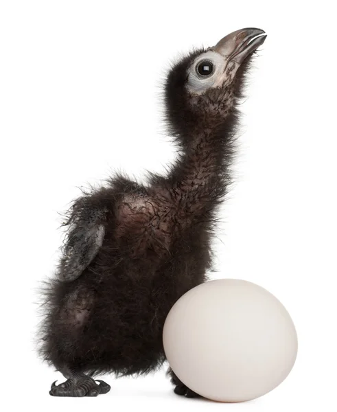 Ross's Turaco, Musophaga rossae, with his hatched egg, 1 week old, in front of white background — Stock Photo, Image