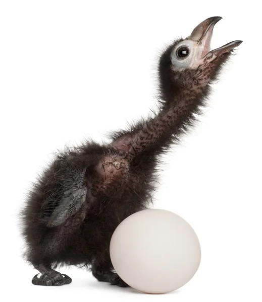 Ross turako, musophaga rossae, med hans kläckta ägg, 1 vecka gammal, framför vit bakgrund — Stockfoto