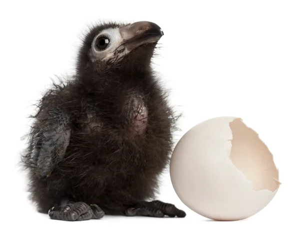 Ross toerako's, musophaga rossae, met zijn gearceerde ei, 1 week oud, voor witte achtergrond — Stockfoto