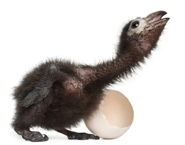 Ross turako, musophaga rossae, med hans kläckta ägg, 1 vecka gammal, framför vit bakgrund — Stockfoto