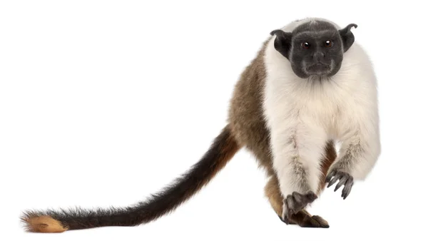Pied tamarin, Saguinus bicolor, 4 years old, in front of white background — Stock Photo, Image