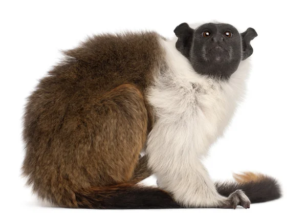 斑狨猴、 saguinus 双色，4 岁，在白色背景前 — 图库照片
