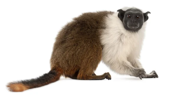 Pied tamarin, Saguinus bicolor, 4 years old, in front of white background — Stock Photo, Image