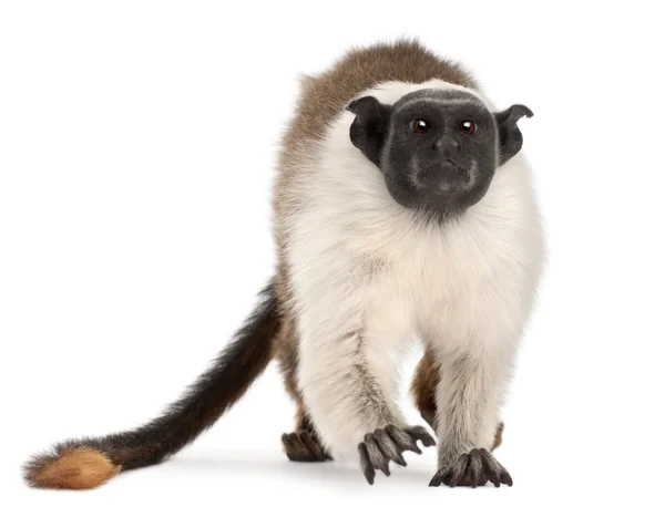 斑狨猴、 saguinus 双色，4 岁，在白色背景前 — 图库照片