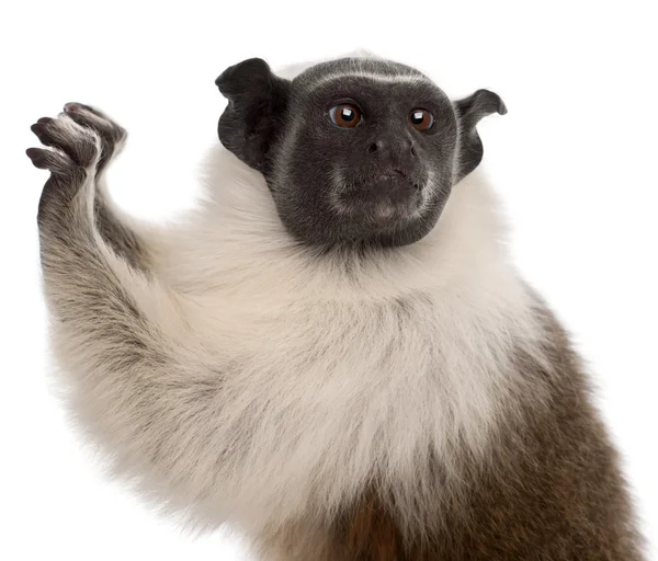 Close-up de tamarin Pied, Saguinus bicolor, 4 anos, na frente do fundo branco — Fotografia de Stock