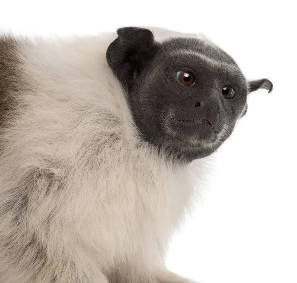 Close-up of Pied tamarin, Saguinus bicolor, 4 years old, in front of white background — Stock Photo, Image