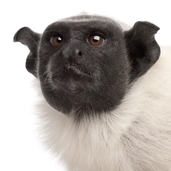 Close-up of Pied tamarin, Saguinus bicolor, 4 years old, in front of white background — Stock Photo, Image