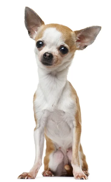 Chihuahua, 2 år gammal, sitter framför vit bakgrund — Stockfoto